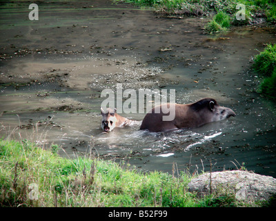 tapir amerique du sud Brazilian Tapir Tapirus terrestris in water Amazon rainforest Amazonas state Amazon Amazonas america ameri Stock Photo