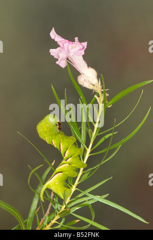 Rustic Sphinx Moth Manduca rustica Stock Photo