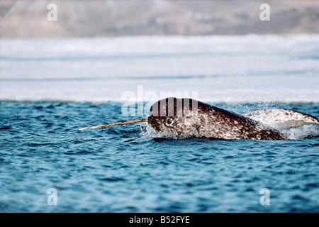 narwal ,Narval monodon monoceros Les chasseurs Inuits chassent le Narval essentiellement pour son trophe e mais re cupe re aussi Stock Photo