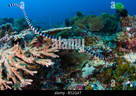 The banded Sea Krait or Yellow lipped Sea Krait, Laticauda colubrina, are a species of venoumous sea snake, Komodo Indonesia.