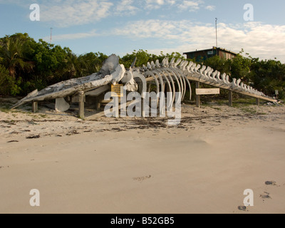 sperm whale skeleton sits on powerful beach in the island of waderick wells exumas land and sea park waderick wells bahamas Stock Photo