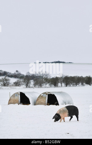 pic martin phelps 06 04 08 wiltshire eastbrook farm organic pigs bishopstone wilts pigs rooting in the snow Stock Photo