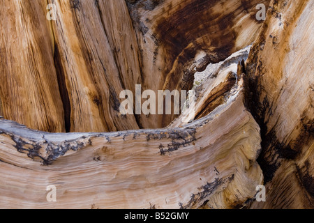 Detail, bristlecone pine found in the White Mountains Stock Photo
