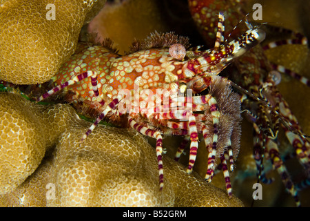 This female marbled shrimp, Saron marmoratus, shows it's tufts of bristles. A male is in the background. Hawaii. Stock Photo