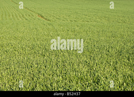 great image of a nice green field of grass Stock Photo