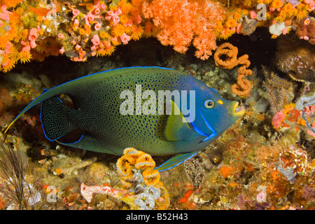 A semicircle angelfish, Pomacanthus semicirculatus, in a coral covered crevice, Komodo, Indonesia. Stock Photo