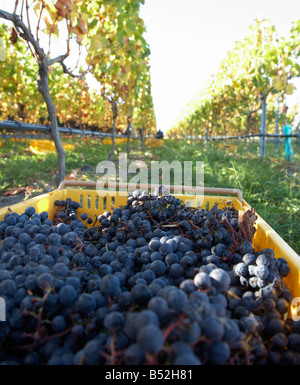 basket of hand picked ripe merlot wine grapes Stock Photo
