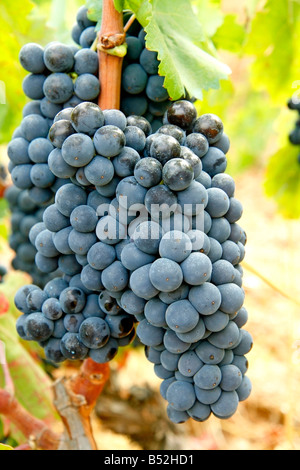 Red grapes. Priorat, Tarragona. Catalonia. Spain Stock Photo