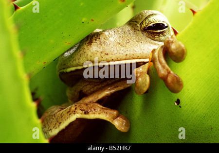 Frog resting in a bromeliad. Ponta Grossa, Paraná, Brazil Stock Photo
