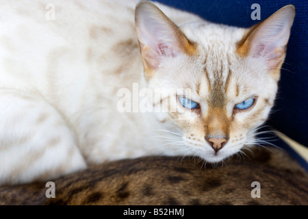 A young male Snow spotted Bengal Cat lying against a Brown spotted Bengal Cat Stock Photo