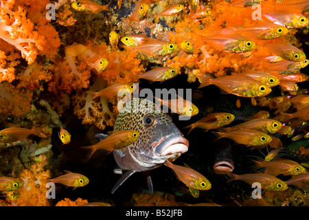Clown sweetlips, Plectorhinchus chaetodonoides, with yellow glassy sweepers, Parapriacanthus ransonneti, Komodo, Indonesia. Stock Photo