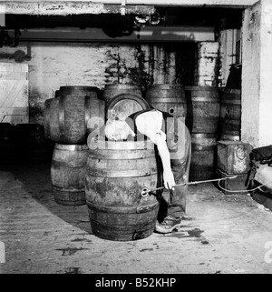 A barrel inspector at work at Hancock's Brewery in Cardiff. July 1952 C3603 Stock Photo