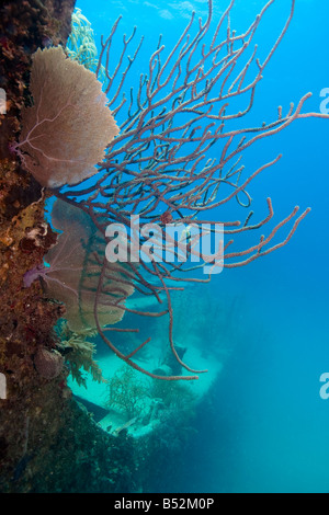 underwater ship wreck the Prince Albert with soft corals growing on hull Stock Photo