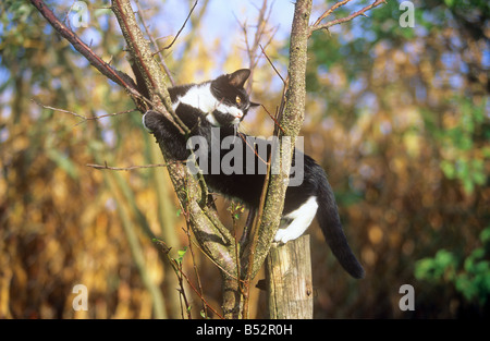 domestic kitten - sitting on tree Stock Photo