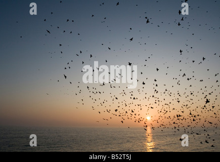 Starlings swarming over Brighton pier. Stock Photo