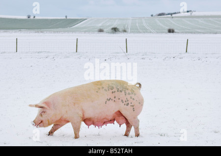 martin phelps 06 04 08 wiltshire eastbrook farm organic pigs bishopstone wilts saddleback pigs and piglets rooting in the snow Stock Photo