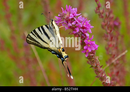 Segelfalter Iphiclides Podallirius Scarce Swallowed Tail Stock Photo 