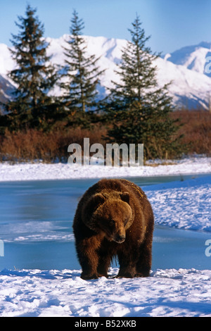 Brown Bear in late winter standing in snow near frozen pond Alaska Wildlife Conservation Center Captive
