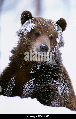 Grizzly bear standing with face covered in snow at the Alaska Wildlife Conservation Center in Alaska during Spring Stock Photo