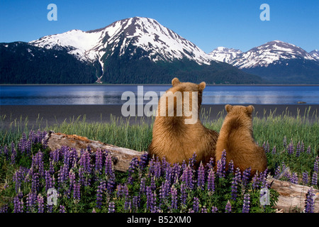 Grizzly Sow & cub sit on log & view Turnagain Arm Southcentral Alaska Digital Composite