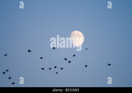 Starlings swarming over Brighton pier. Stock Photo