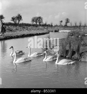 Swans at the Seven Wildfowl Trust at Sunbridge, Gloucestershire. &#13;&#10;March 1952 &#13;&#10;C1236-001 Stock Photo