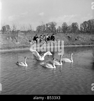Swans at the Seven Wildfowl Trust at Sunbridge, Gloucestershire. &#13;&#10;March 1952 &#13;&#10;C1236 Stock Photo