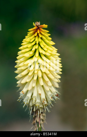 KNIPHOFIA ICE QUEEN RED HOT POKER Stock Photo