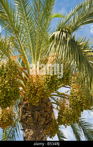 Close up of dates growing on a date palm and blue sky Madeira Portugal EU Europe Stock Photo