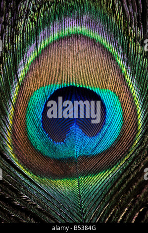 Close up of eye of peacock feather on black background Stock Photo