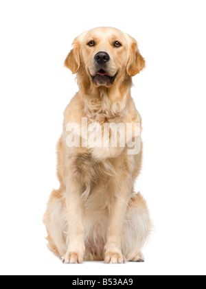 Golden Retriever 2 years in front of a white background Stock Photo