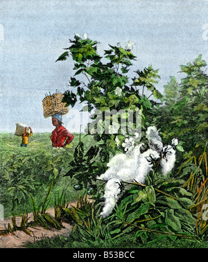 African-American slaves carrying baskets of cotton in a field. Hand-colored halftone of an illustration Stock Photo