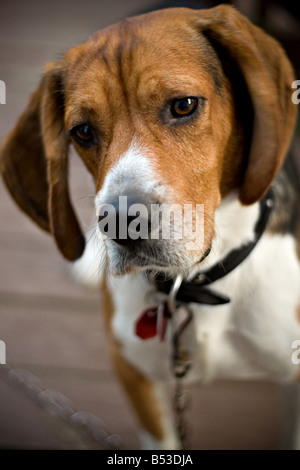 A young beagle dog tilting his head with his ears perked up in curiosity Stock Photo