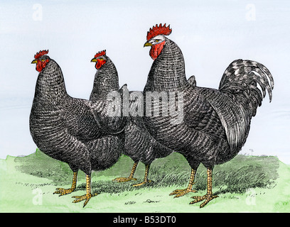 Improved Plymouth Rock hens and rooster 1870s. Hand-colored woodcut Stock Photo