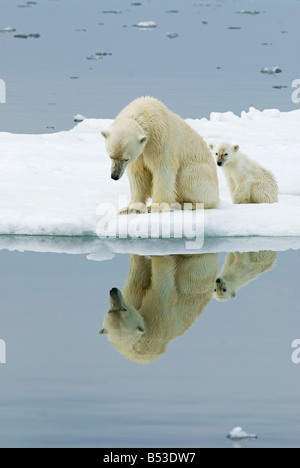 Polar bear (Ursus maritimus) . Mother with cub sitting on the edge on an ice floe Stock Photo