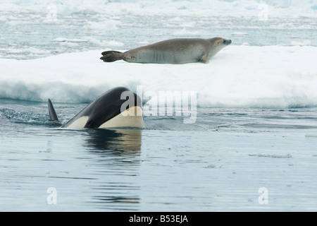 Orca (Orcinus orca) hunting Crabeater Seal (Lobodon carcinophagus) on an icefloe. Antarctica Stock Photo