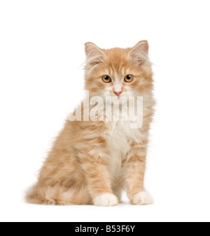 Siberian cat 12 weeks in front of a white background Stock Photo