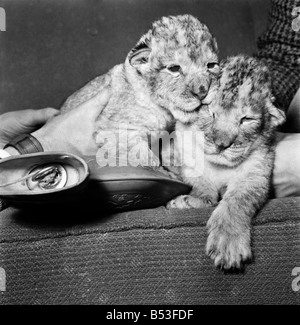 Animals Lions: Newest arrivals at the Welsh Mountain Zoo. Lion cubs Togo and Chad, one week old, will be on the bottle at Christmas, - a hot-water bottle. They are pictured fighting for the Lion's share in the lounge of zoo keeper Tony Jackson, where they will be looked after until they are strong enough to be seen by the public some time about Easter. December 1969 Z11779-001 Stock Photo