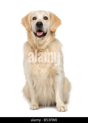 Golden Retriever in front of a white background Stock Photo