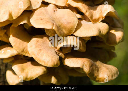 Honey Fungus Stock Photo