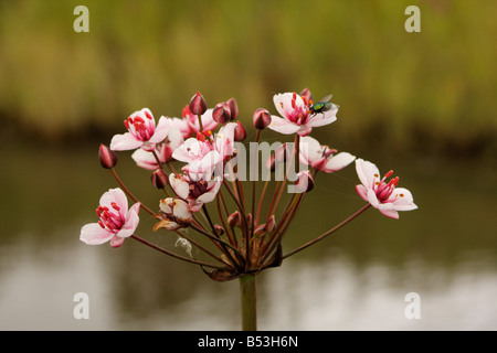 Flowering Rush, Butomus umbellatus, in flower by a stream Stock Photo