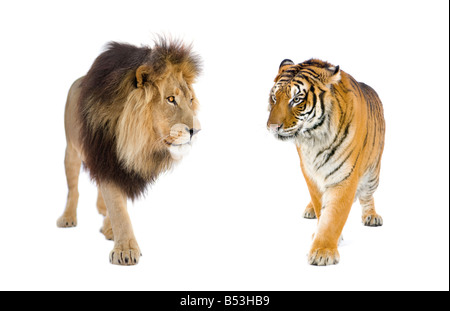 Lion and Tiger in front of a white background Stock Photo