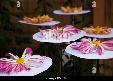 Japan National Chrysanthemum Display,  2008 Stock Photo