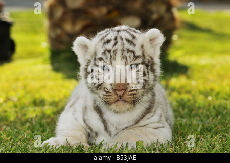 White Bengal Tiger (Panthera tigris tigris). White morph. Young lying on a lawn Stock Photo