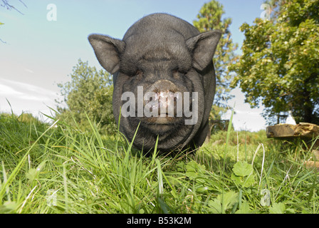 pot-bellied pig on meadow Stock Photo