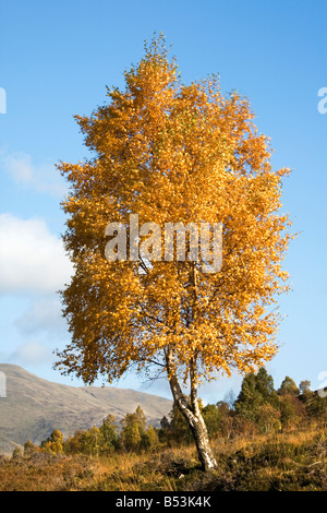 Autumn birch above Glen Lyon in Scotland Stock Photo