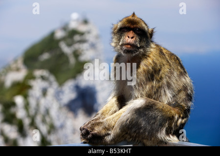 Barbary Ape, Gibraltar Stock Photo