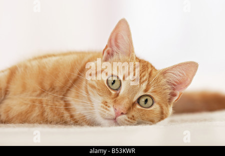 Domestic cat. Red tabby adult lying on a white blanket Stock Photo