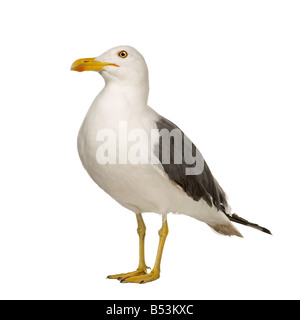 Herring Gull Larus argentatus 3 years in front of a white background Stock Photo