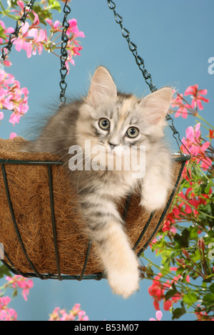 Siberian forest cat - kitten lying in hanging basket Stock Photo
